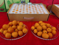 Yangshuo kumquat to officially enter market on Double 11