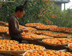 Persimmon harvest brings joy to Gongcheng villagers