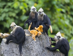 White-headed langurs' population quadrupled in south China's Guangxi