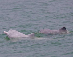 Locals spot Chinese white dolphins swimming off coast in Beihai