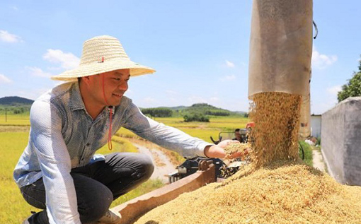 Farmers bag rice harvest in mountainous Guangxi village