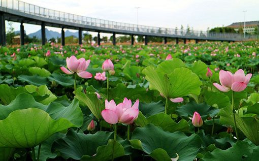 Guigang lotus flowers in full bloom