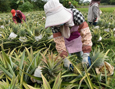 Pineapples grown on once barren land helps Chongzuo village