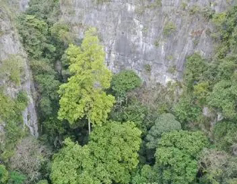 Researchers find tallest tree in China's karst landscape