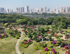 Nanning park adorned with 20,000 roses