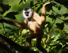 Endangered Cao-vit gibbon population rises in Guangxi