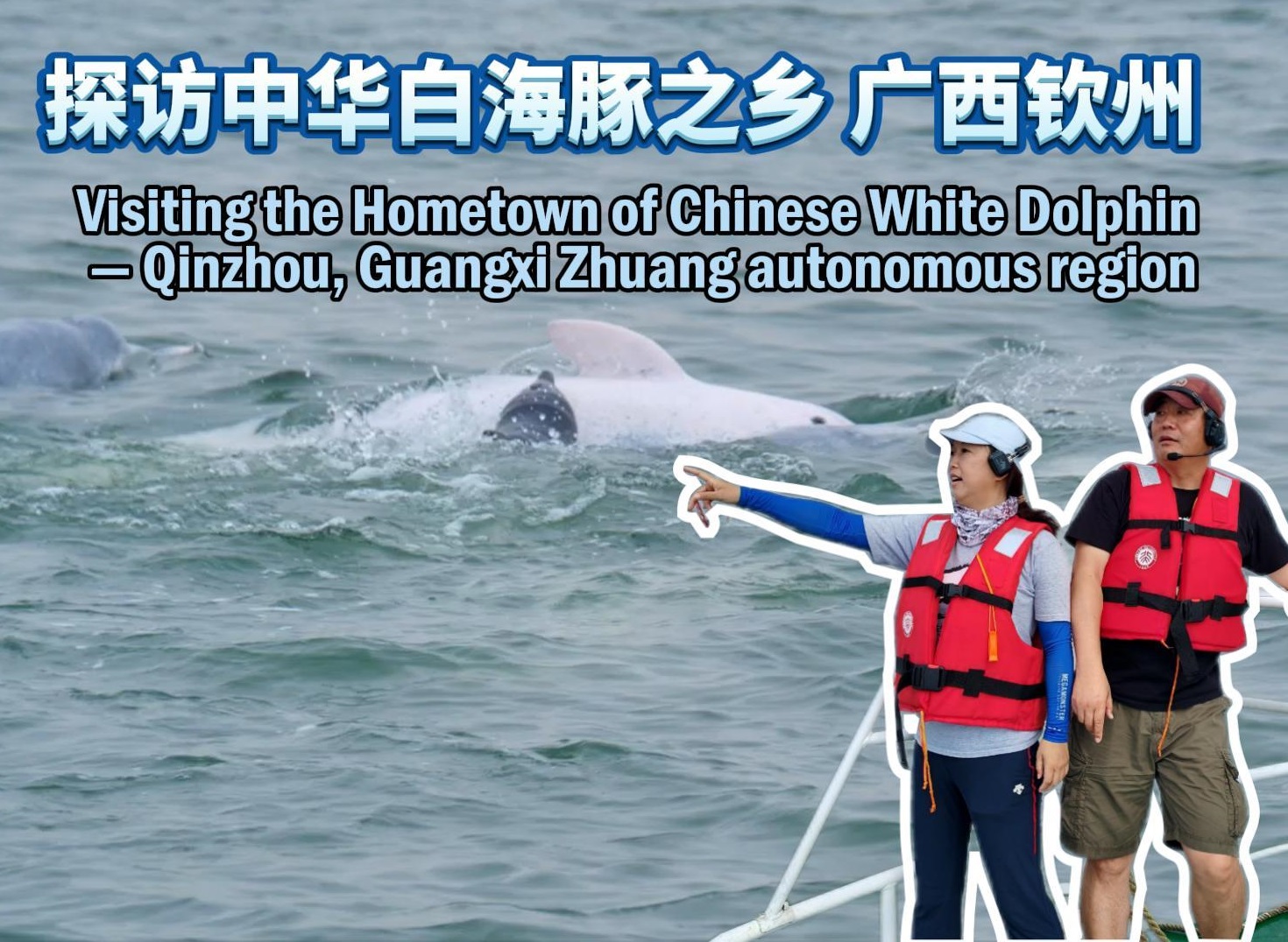 Find Chinese white dolphins in Guangxi