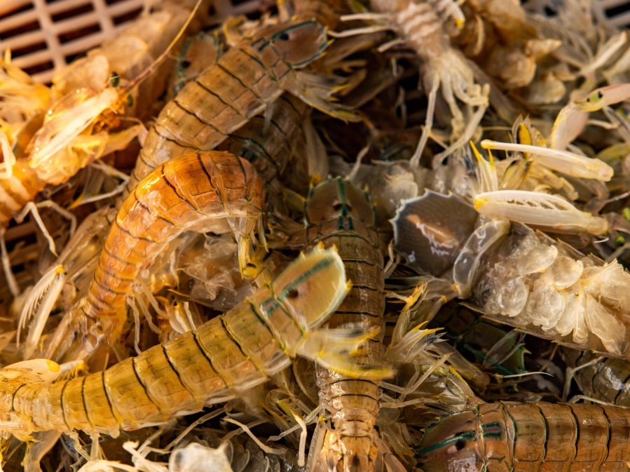 Guangxi welcomes fishing season with abundant seafood