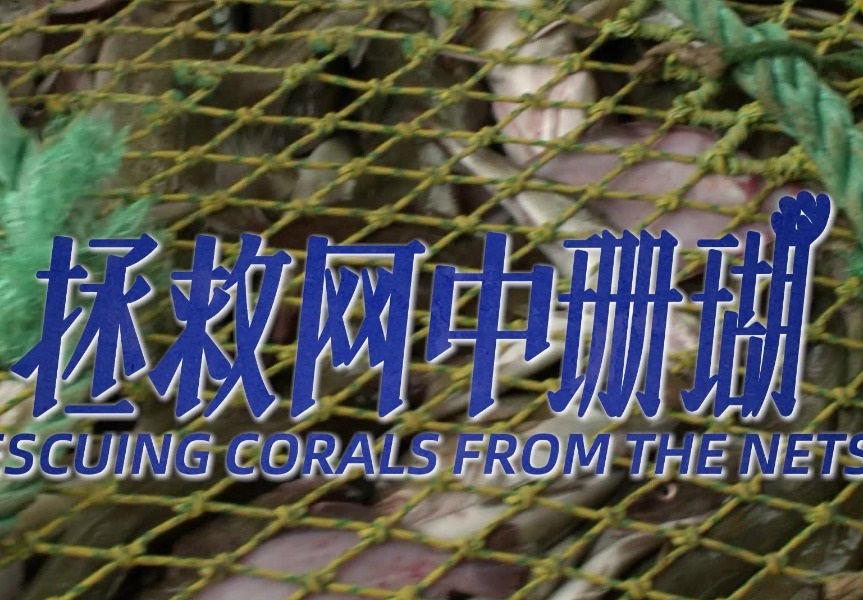 Video: Rescuing corals from the nets