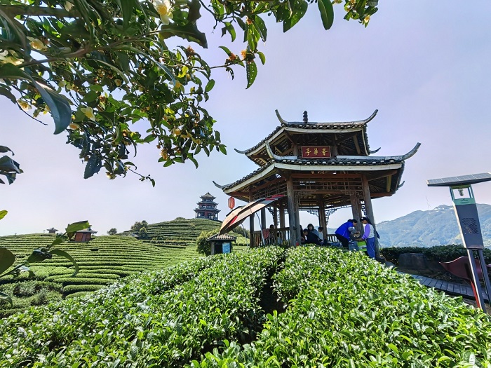 Guangxi's Sanjiang tea selected for national-level list 