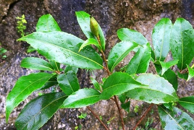 New tree species discovered in Guangxi 