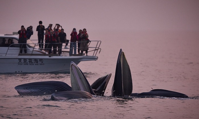 Weizhou Island unveils guide to regulate whale-watching activities