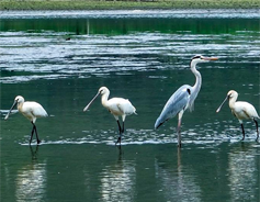 White spoonbills spotted in Yulin