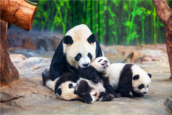062.2长隆野生动物世界熊猫三胞胎.jpg