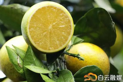 Maofeng oranges