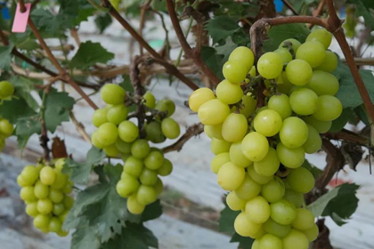 Ripe grapes in Baiyun waiting to be plucked