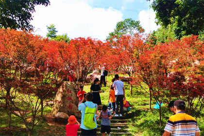 Dazzling red maple trees make Baiyun a tourism hit
