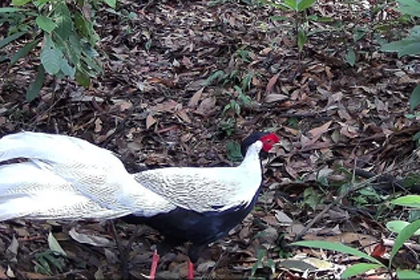 Images of silver pheasants captured on Baiyun Mountain