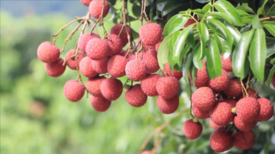 Conghua embraces lychee harvest season