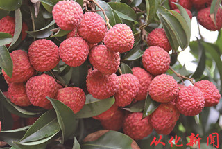 1,800 tons of Conghua lychees exported to overseas markets