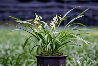 Orchids prosper in Conghua
