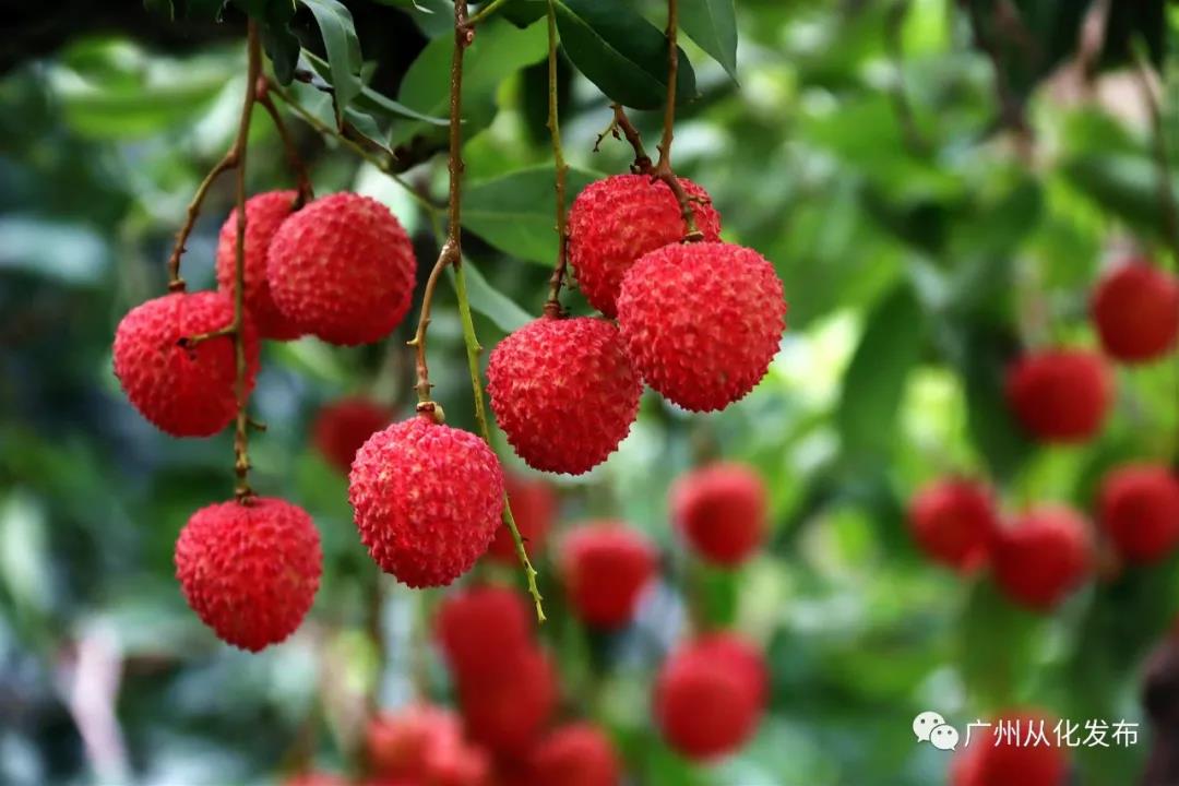 Conghua embraces lychee harvest season