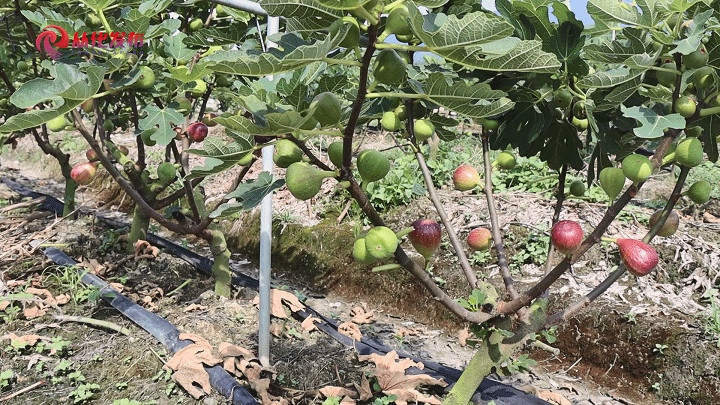 Conghua figs at market