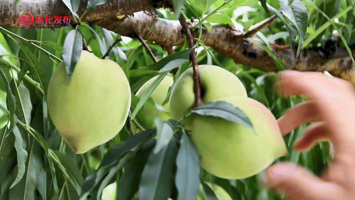 Olecranon peaches harvested in Conghua