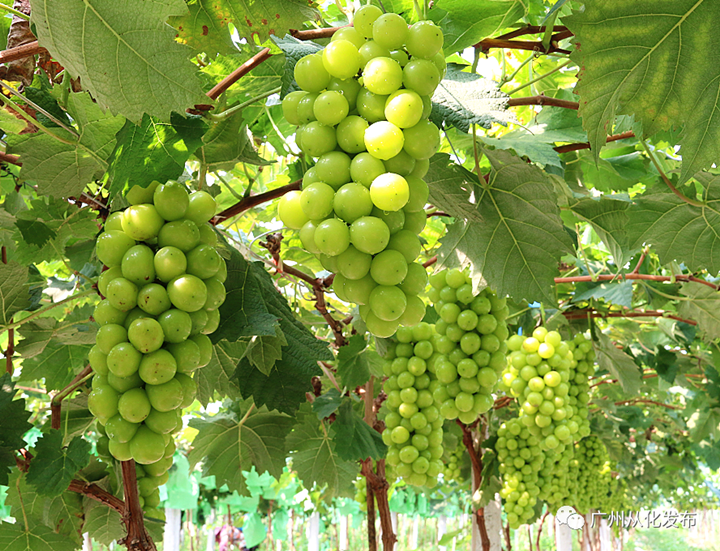 Conghua grapes are in harvest season