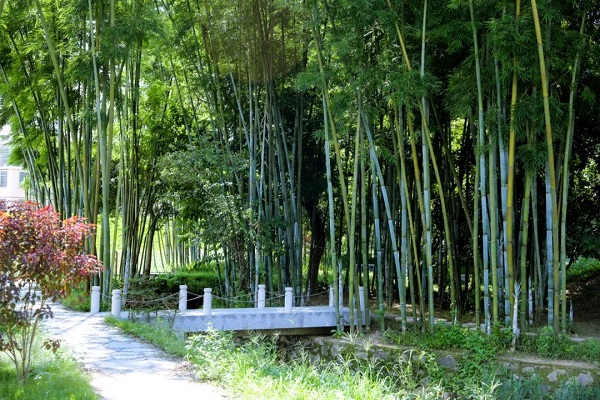 Bamboo forest path..jpg