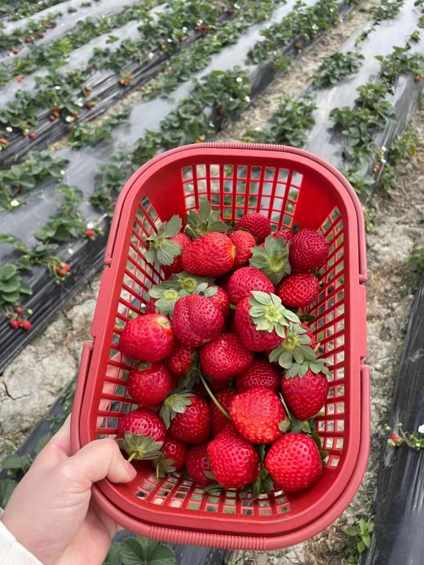 Strawberry picking..png