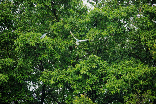 A bird flys among tree branches..png