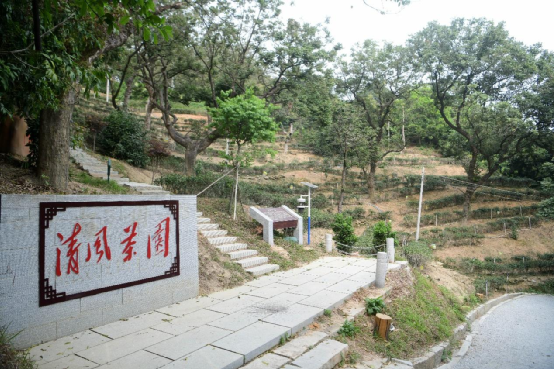 The tea  garden in Lingtou village..png