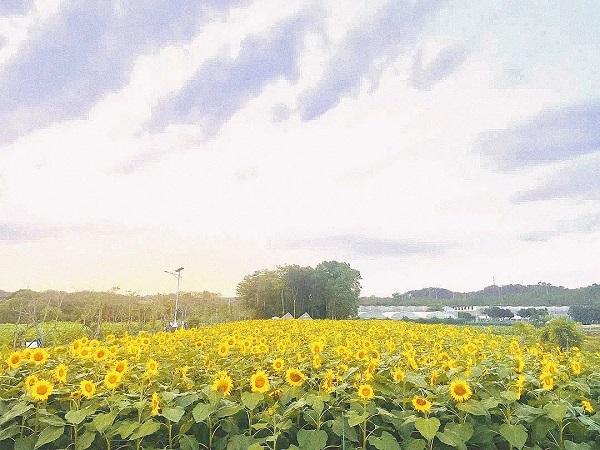 The sunflower field at Huangpu Changling Modern Agricultural Park in Guangzhou's Huangpu district..jpg