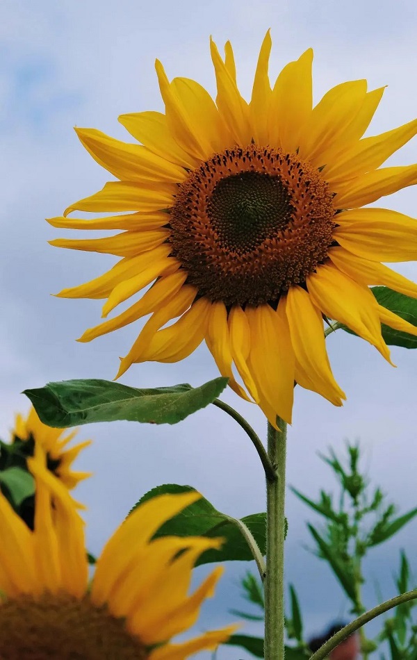 A sunflower blooms..jpg