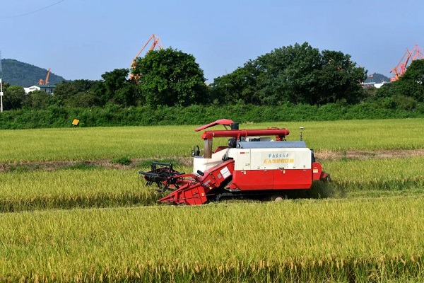 The harvester harvests rice..jpg