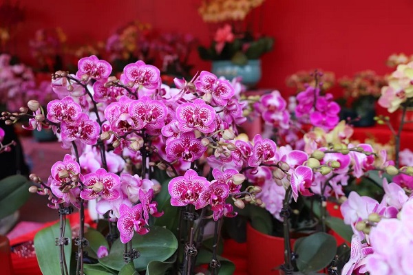 Beautiful flowers in the 2024 Huangpu Spring Flower Market..jpg