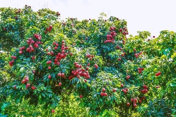Huangpu's Xinlong Diding lychees..jpg