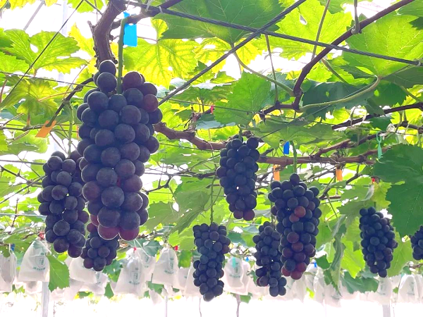 The grape in Hongsing Seedvalley..png