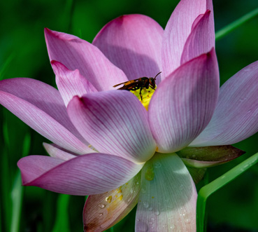 Thousand-year-old lotus flowers in Haizhu