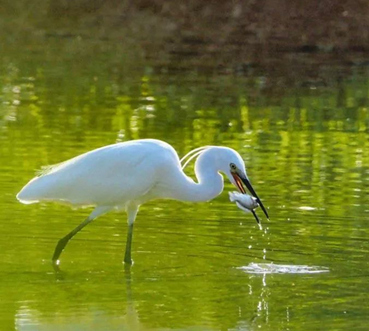 Wetland in the Book of Songs: Egrets