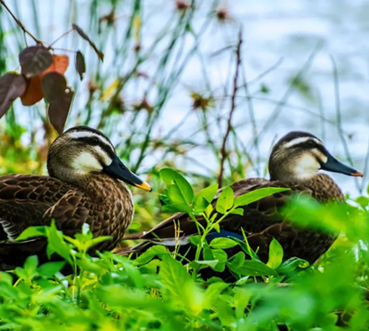 Wetland in the Book of Songs: Ducks