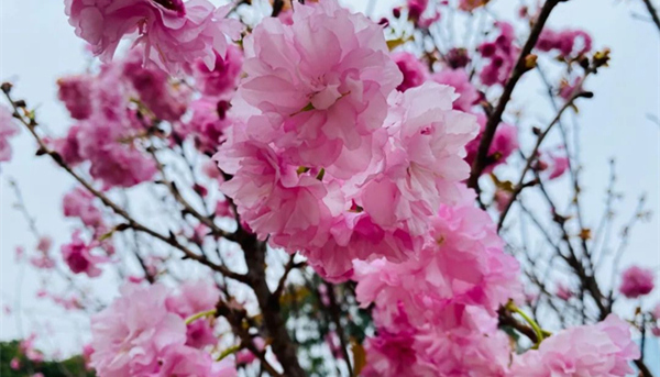 Haizhu's beautiful spring flowers