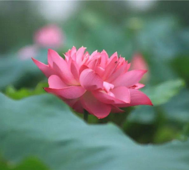 Lotus in Haizhu wetland