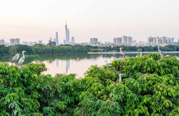 More rare wild birds camp in Haizhu Wetland