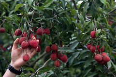Ancient lychee trees thrive in Guangzhou