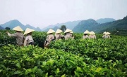 Guangzhou tea expo to kick off on May 25