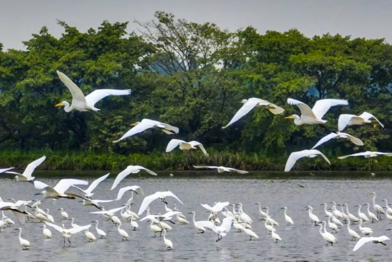 Nansha Wetland, paradise for migratory birds