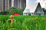 Two agricultural parks open in Tianhe 