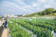 Smart agri park opens in Tianhe